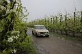 MG Bloesemrit op 24-4-2016 org. Jos&Marie-lou  (106)